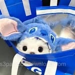 Avatar of Sadia Qamar